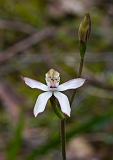 Caladenia praecox Early Caladenia